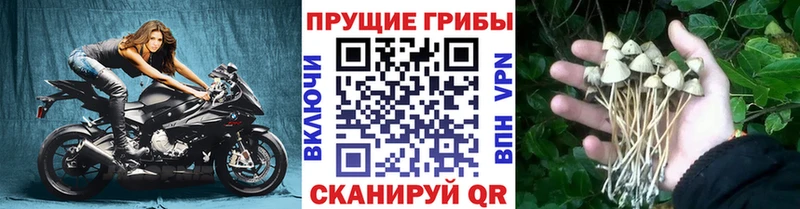 Псилоцибиновые грибы Magic Shrooms  что такое наркотик  Жиздра 
